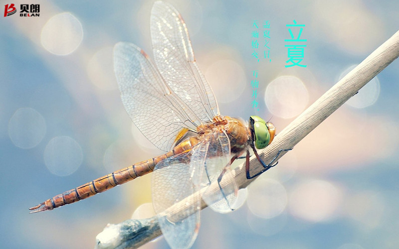 立夏啦！立夏啦！